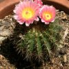 Parodia_herteri_1